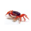 Krab tęczowy - Cardisoma armatum